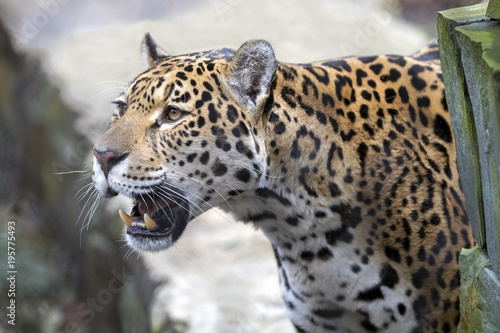 Jaguar close-up portrait