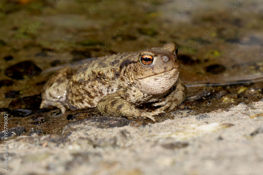 Common Toad (Bufo bufo) with Toadfly larvae (Lucilia bufonivora) near its nostrils, Amsterdamse Waterleiding Duinen, North Holland, The Netherlands Common Toad (Bufo bufo) with Toadfly larvae (Lucilia bufonivora) near its nostrils, Amsterdamse Waterleiding Duinen, North Holland, The Netherlands