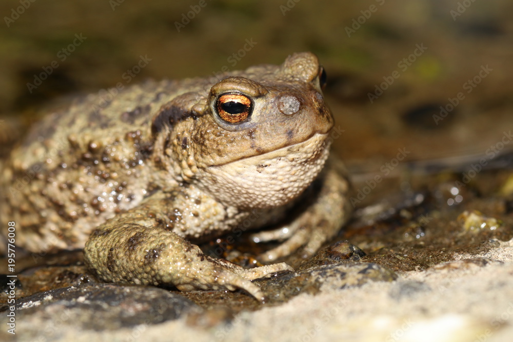 Common Toad (Bufo bufo) with Toadfly larvae (Lucilia bufonivora) near its nostrils, Amsterdamse Waterleiding Duinen, North Holland, The Netherlands Common Toad (Bufo bufo) with Toadfly larvae (Lucilia bufonivora) near its nostrils, Amsterdamse Waterleiding Duinen, North Holland, The Netherlands