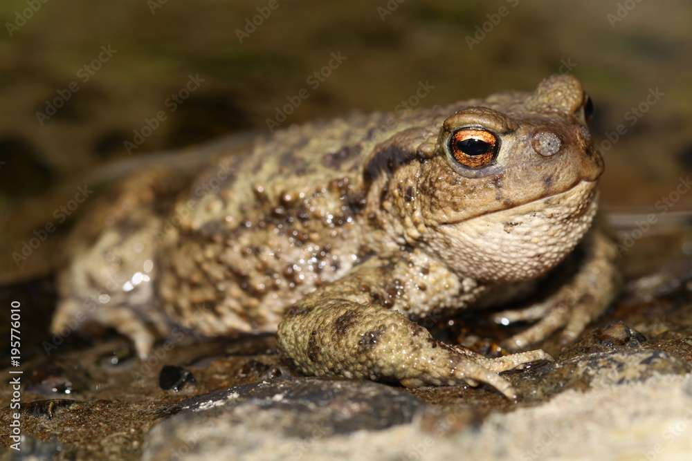 Common Toad (Bufo bufo) with Toadfly larvae (Lucilia bufonivora) near its nostrils, Amsterdamse Waterleiding Duinen, North Holland, The Netherlands Common Toad (Bufo bufo) with Toadfly larvae (Lucilia bufonivora) near its nostrils, Amsterdamse Waterleiding Duinen, North Holland, The Netherlands