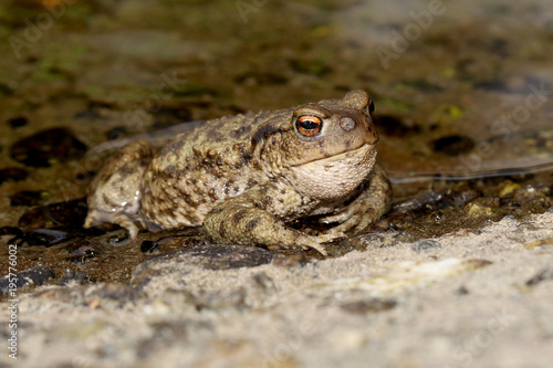 Common Toad (Bufo bufo) with Toadfly larvae (Lucilia bufonivora) near its nostrils, Amsterdamse Waterleiding Duinen, North Holland, The Netherlands