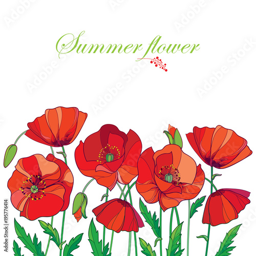 Fototapeta Naklejka Na Ścianę i Meble -  Vector composition with outline red Poppy or Papaver flower, bud and green leaves isolated on white background. Ornate red poppies for summer design in contour style. Symbol of Remembrance Day.