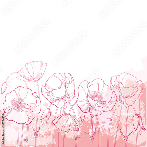 Fototapeta Naklejka Na Ścianę i Meble -  Vector elegance background with outline Poppy flower, bud and leaves in pastel pink colors. Ornate poppies for summer design in contour style. Symbol of Remembrance Day.