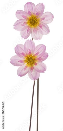 Fototapeta Naklejka Na Ścianę i Meble -  dahlia flower isolated