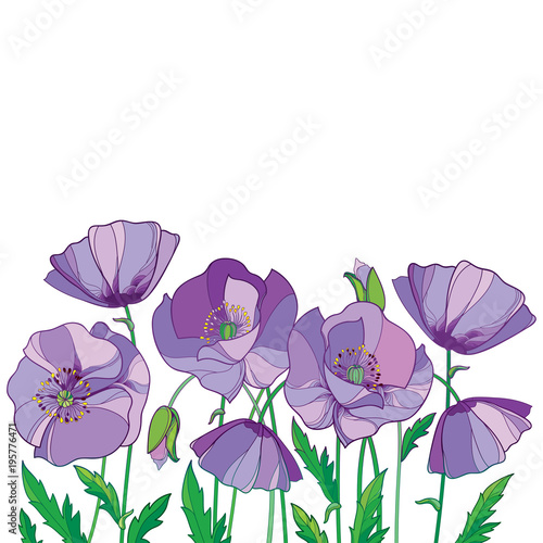 Vector composition with outline lilac Poppy or Papaver flower, bud and green leaves isolated on white background. Floral elements in contour style with ornate purple poppy for summer design.