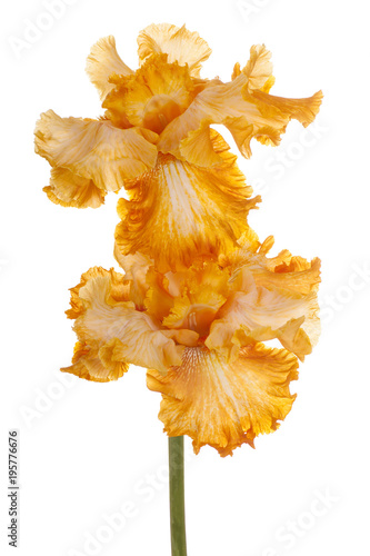 Fototapeta Naklejka Na Ścianę i Meble -  iris flower isolated