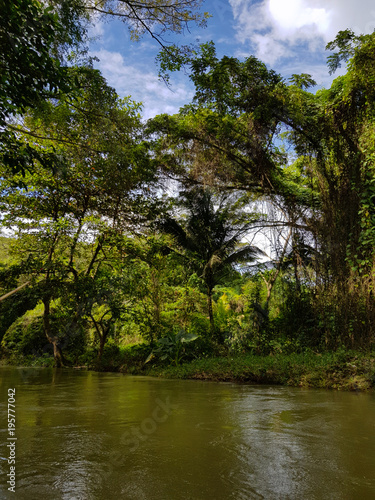 The amazing nature of Jamaica, the forest, the jungle and the river