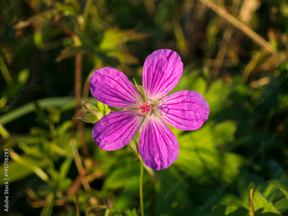 Wiesen-Storchschnabel
