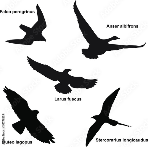 Silhouettes of some northern birds found in the tundra of the Yamal Peninsula photo