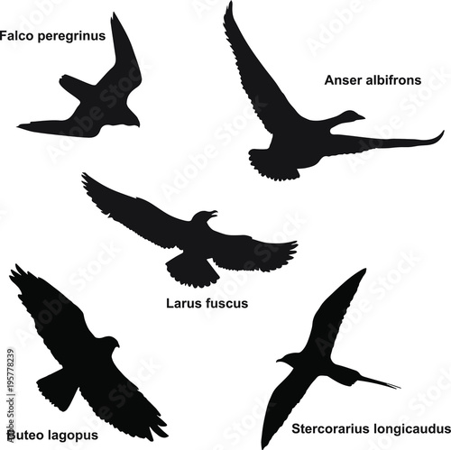 Silhouettes of some northern birds found in the tundra of the Yamal Peninsula