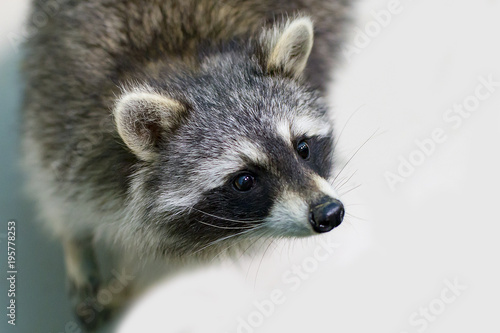 funny and furry raccoon closeup