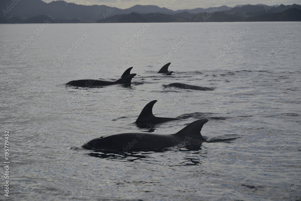 Fototapeta premium ocean, dolphin, water, mammal, fin, blue, animal, killer, wildlife, dolphins, marine, killer whale, wild, tail, nature, New Zealand, humpback, swimming, black, fish, 
