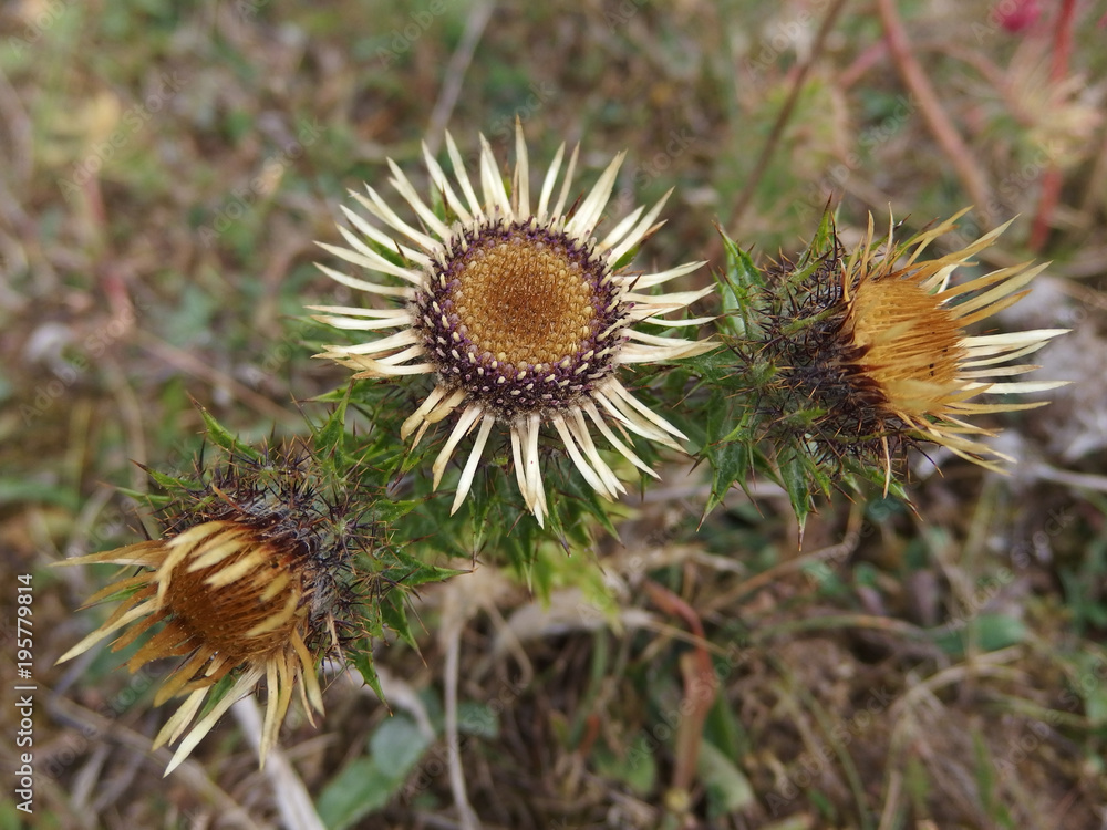 Rumunia - dziewięćsił (Carlina acaulis), srebrny oset Rumunia - dziewięćsił (Carlina acaulis), srebrny oset