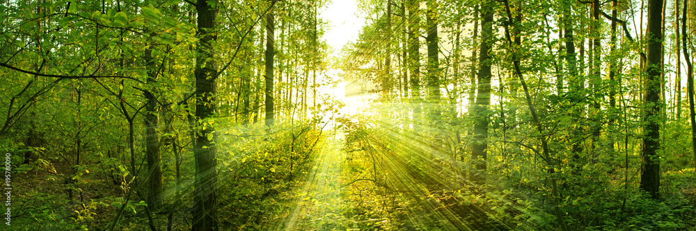Trees pierce through the leaves of a warm spring sun - obrazy, fototapety, plakaty 