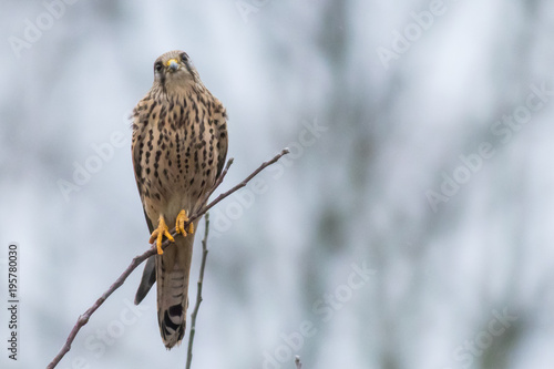 Wallpaper Mural Falcon / Falco tinnunculus Torontodigital.ca