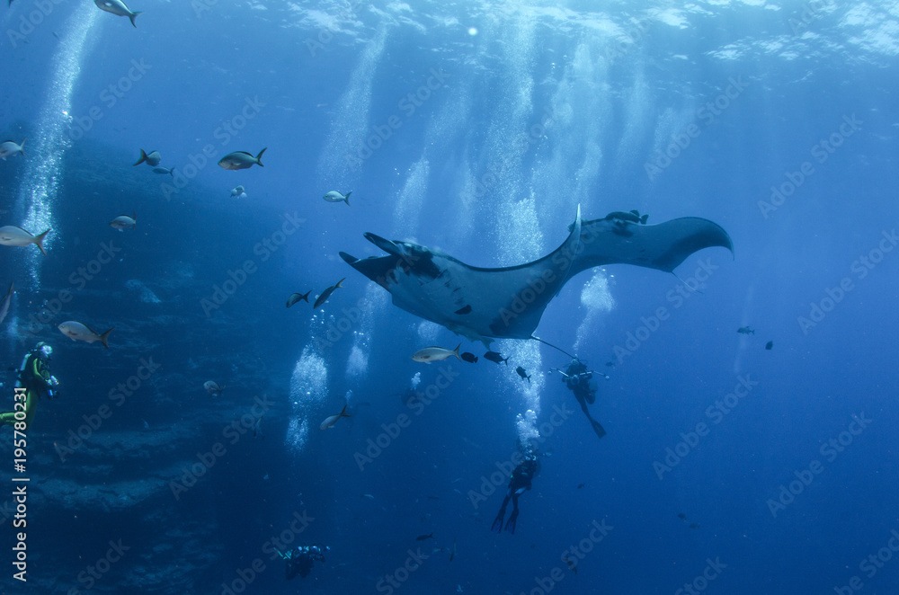 Obraz premium Manta Ray
