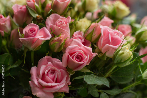 bunch of small pink and yellow small roses on brick background