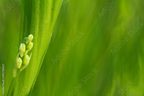Fototapeta Naklejka Na Ścianę i Meble -  Cute, first lilies of the valley, timidly look from among the green leaves