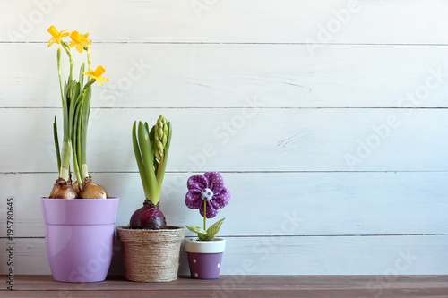 Fototapeta Naklejka Na Ścianę i Meble -  Spring flowers in pots on a white wooden background. Narcissus and hyacinth