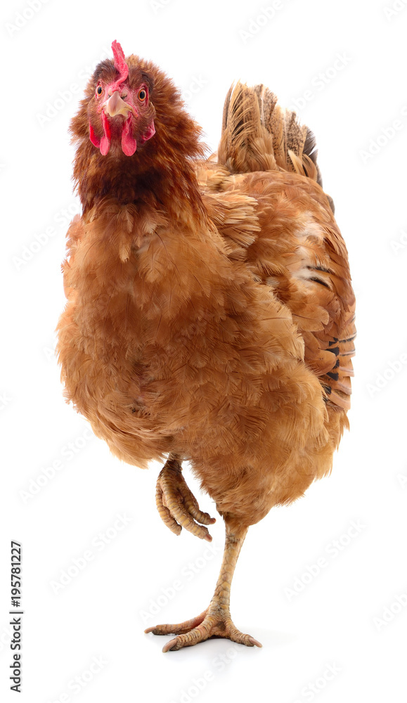 Fototapeta premium Brown hen isolated.