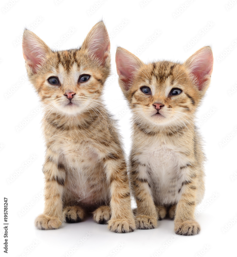 Two small kittens. Two small kittens.