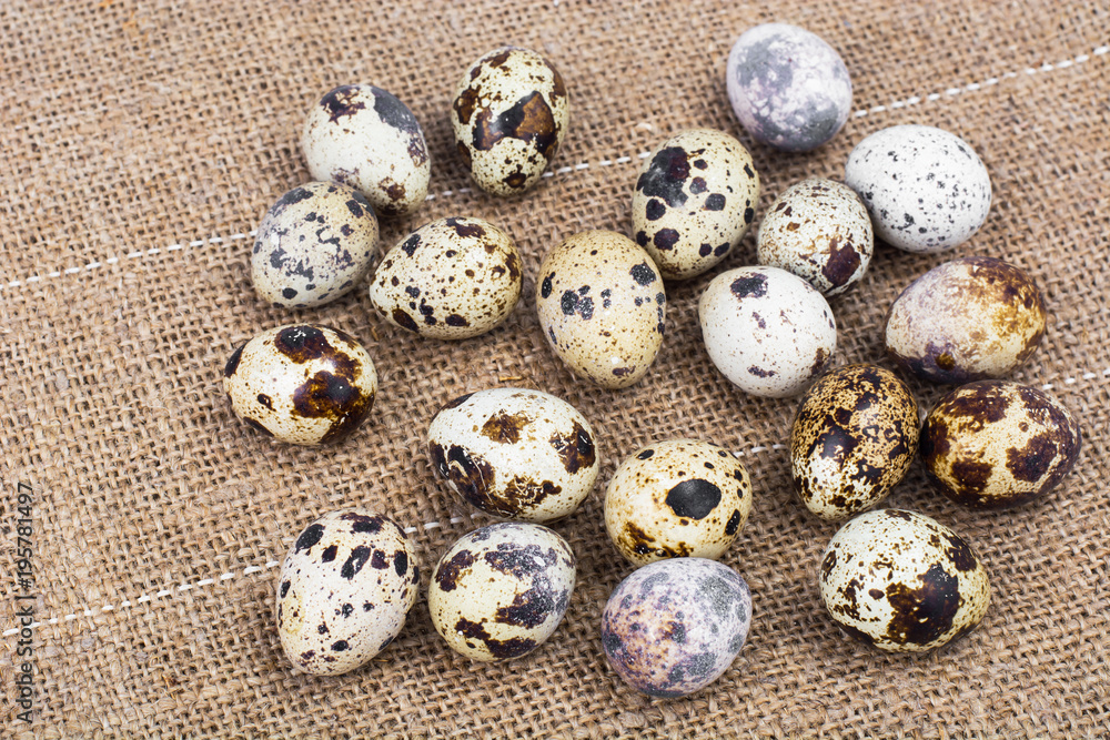 Obraz premium Quail eggs motley coloring, concept of Easter