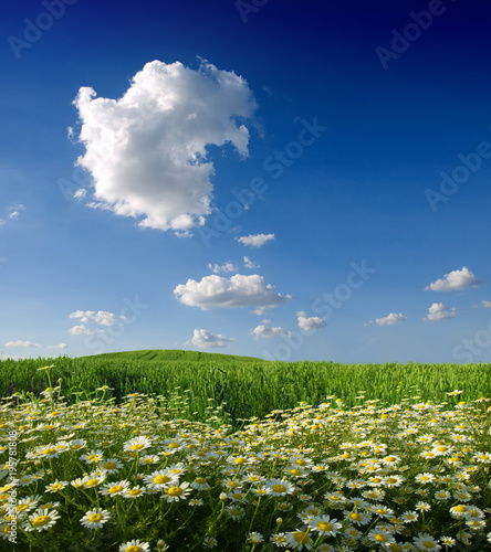 Wallpaper Mural Summer wildflowers and sky Torontodigital.ca