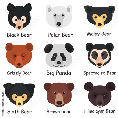 Set of different bear muzzles with names color flat icons
