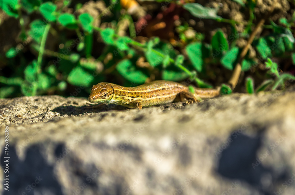 Small lizard resting on a rock.