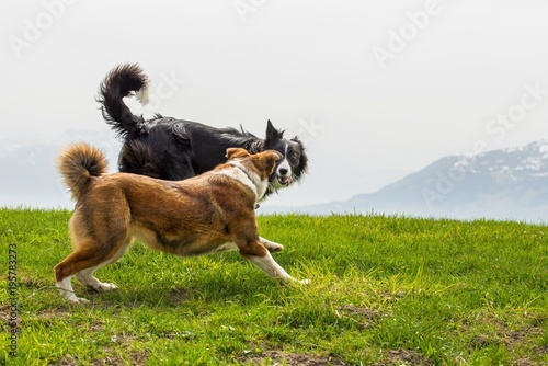Two shepherd dogs play on mountain meadow photo