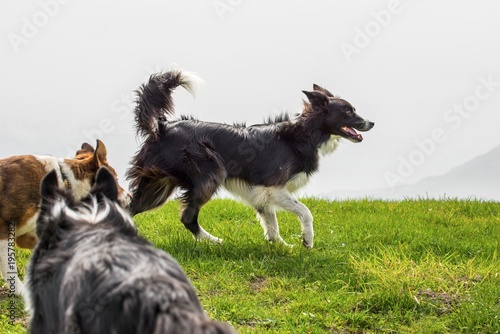 Canvas Print Three shepherd dogs on mountain meadow.