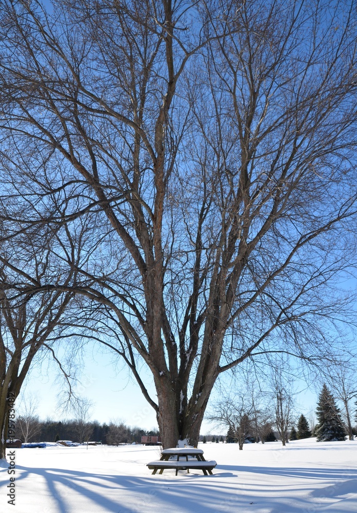 Fototapeta premium The Snow-scape tree