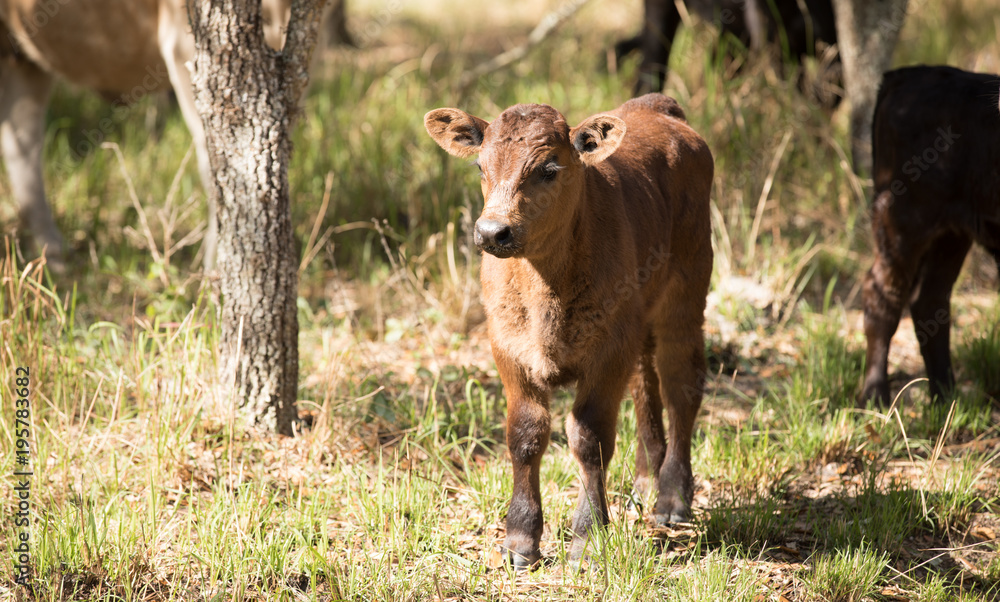 Fototapeta premium Baby Calf