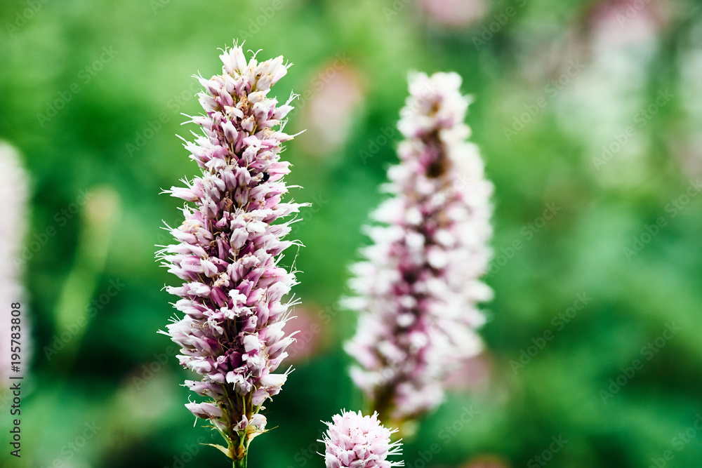 Knotweed - spring flower decorative in garden. Knotweed - spring flower decorative in garden.