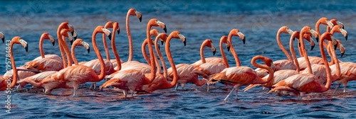 Mexico. Flock of American flamingos (Phoenicopterus ruber, also known as Caribbean flamingo) in Celestun Biosphere Reserve