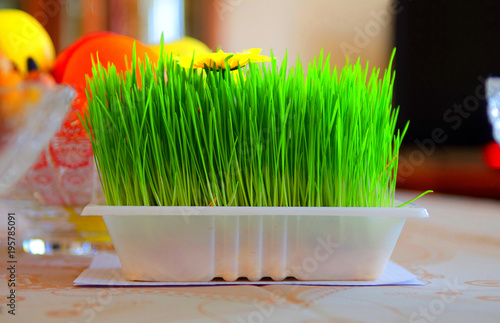 Novruz national Azerbaijan holiday spring new year celebration concept  wheat grass semeni . Sprouted cereal in a placenta plate