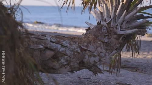 leaning Palm tree at a rocky Caspersen beach Florida