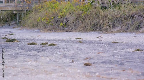 Happy Sandpiper running on the beach