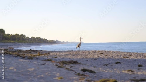 Great Blue Heron walking on a rocky beach
