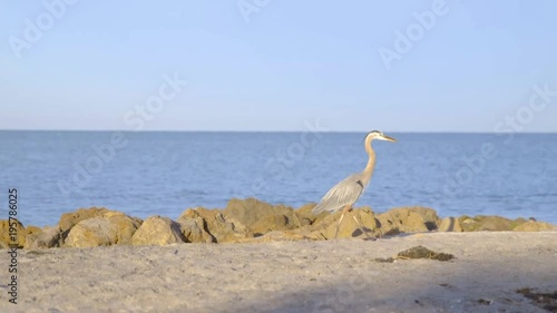 Great Blue Heron walking on a rocky beach