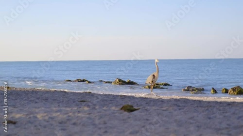 Great Blue Heron walking on a rocky beach