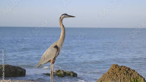 Great Blue Heron at the ocean beach