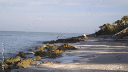 Great blue heron fly away rocky  beach