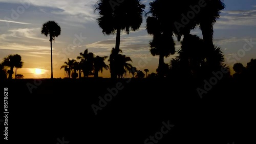 Sunrise Palm tree Silhouette 