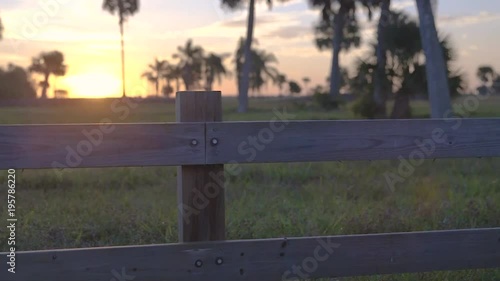 Sunrise Palm tree Silhouette 