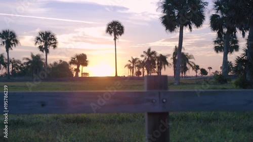 Sunrise Palm tree Silhouette 