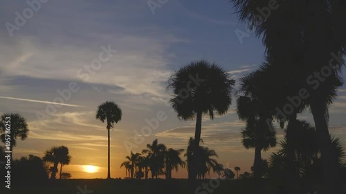 Sunrise Palm tree Silhouette 