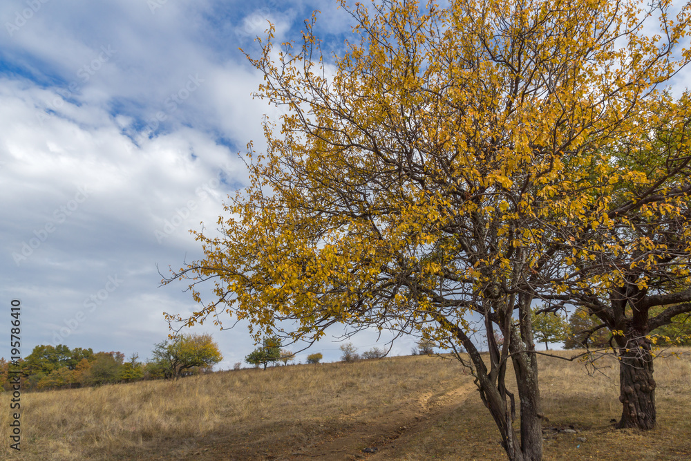 Fototapeta premium Autumn Panoramic view of Cherna Gora mountain, Pernik Region, Bulgaria