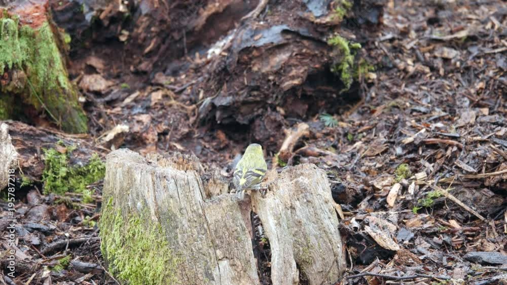 Siskin ( carduelis spinus ) feeding on a tree stump Siskin ( carduelis spinus ) feeding on a tree stump