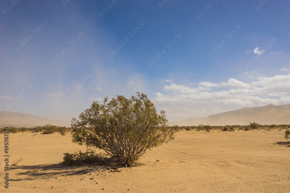 Green cresote bush bends in the rush of a strong wind in the Mojave Desert.